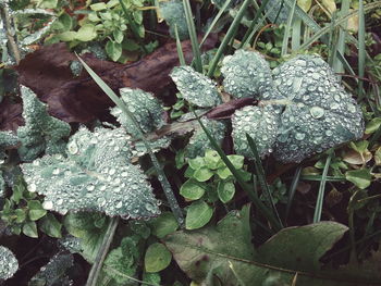 Close-up of plant growing on tree