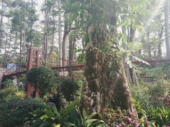 Plants and trees in forest