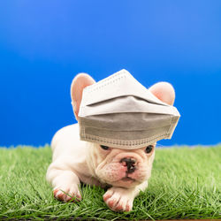 Close-up of dog on field against sky