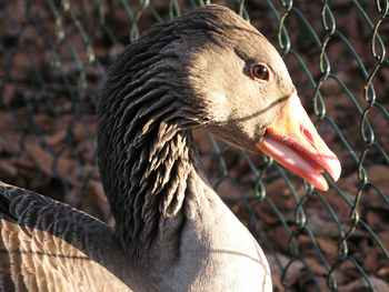 Close-up of a bird