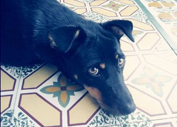 Close-up portrait of a dog