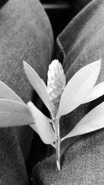 Close-up of flower