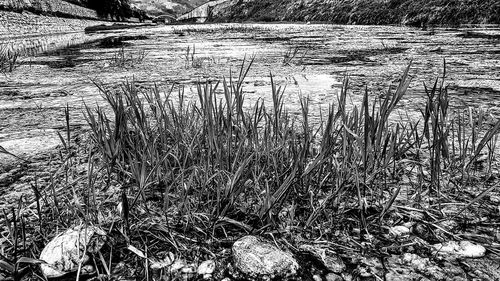 Scenic view of lake in forest