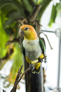 Close-up of parrot perching on branch
