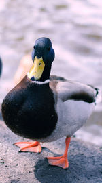 Close-up of duck