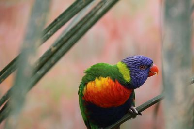 Close-up of parrot perching