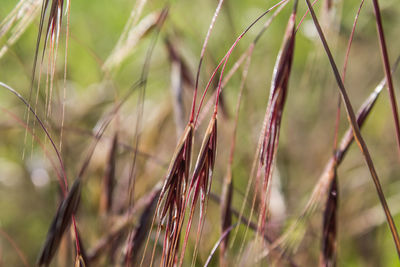 Close-up of wheat growing on field