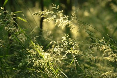 Close-up of fresh plant in field