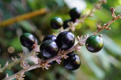 Close-up of berries on tree