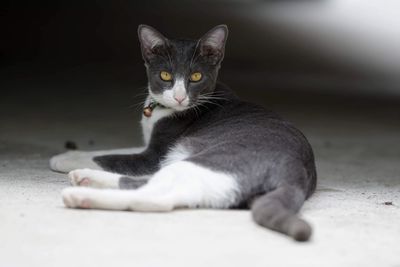 Portrait of cat sitting on floor