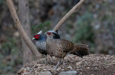 Close-up of a bird on rock