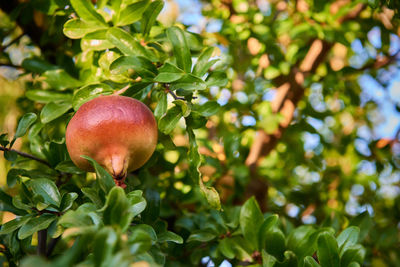 Close-up of apple on tree