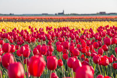 Close-up of red tulips in field