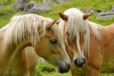 Close-up of horses on field