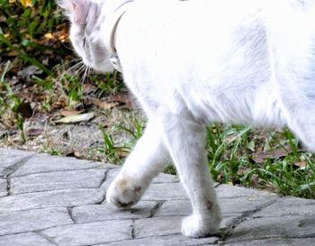 Close-up of a cat standing on footpath