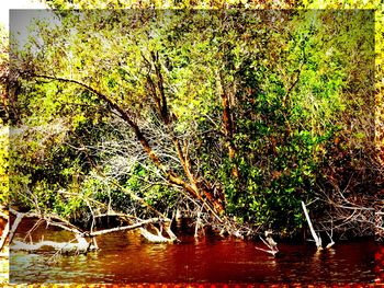 Reflection of trees in water