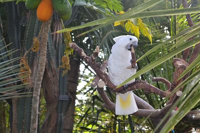 Bird perching on branch
