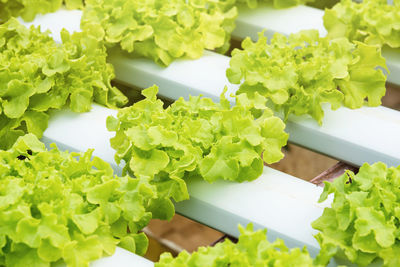 High angle view of vegetables growing at field