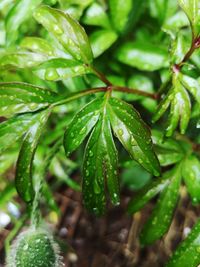 Close-up of wet plant