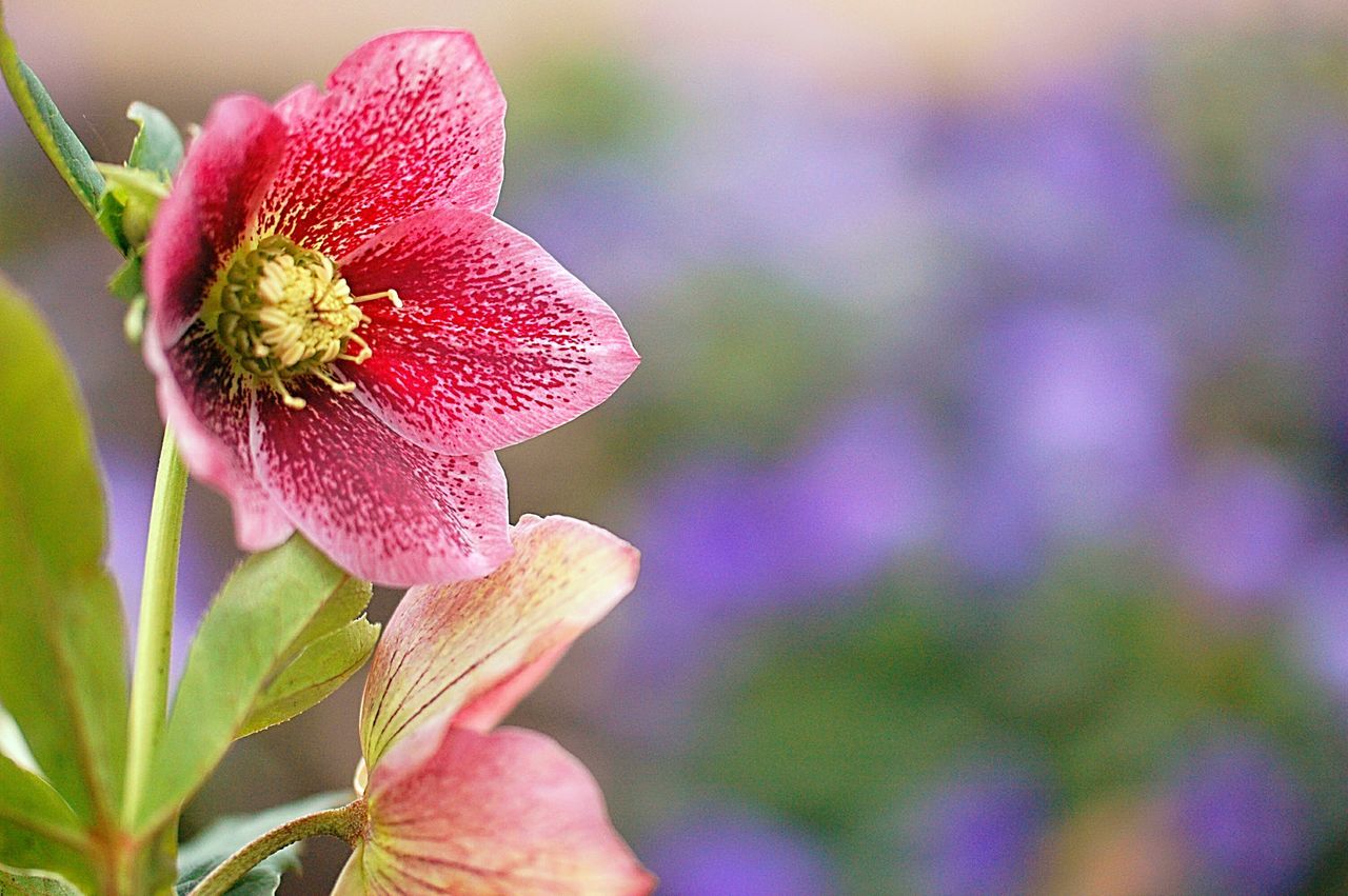 flower, petal, freshness, flower head, fragility, close-up, focus on foreground, beauty in nature, single flower, growth, pink color, nature, blooming, stamen, plant, pollen, in bloom, stem, outdoors, bud