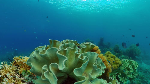 sea