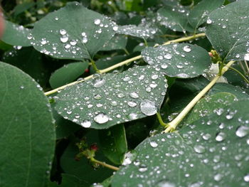 Close-up of raindrops on leaf