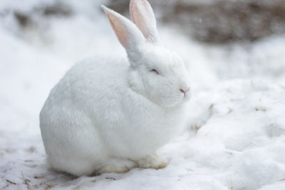 Rabbit on snow