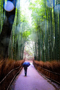 Rear view of man walking on footpath in forest