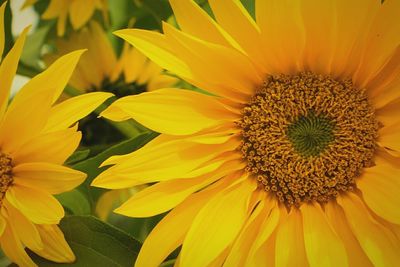 Close-up of yellow flower blooming outdoors
