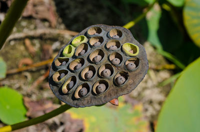 Close-up of plant against blurred background
