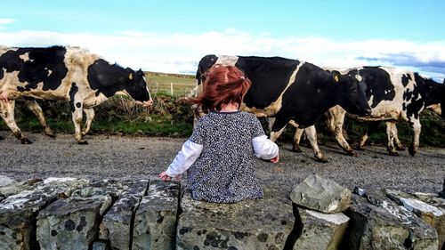 Cow standing in a field