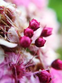 Close-up of pink flower