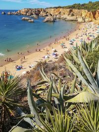 High angle view of succulent plants by sea