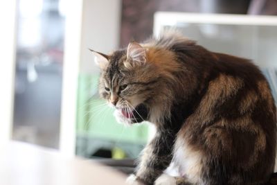 A siberian cat licking its paw