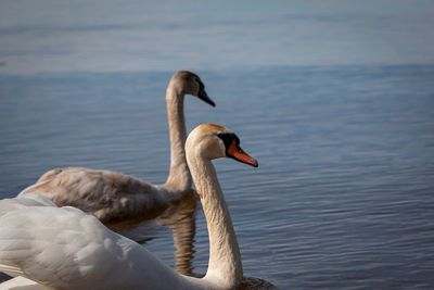 Swan swimming in lake