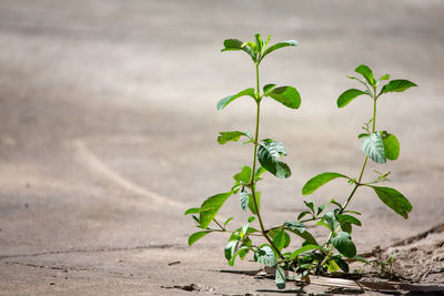 Close-up of plant