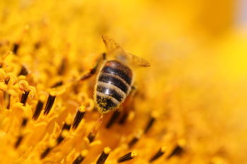 Detail shot of honey bee on yellow flower
