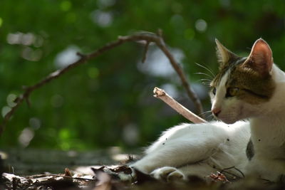 Close-up of a cat