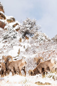 Two big horn sheep make eye contact