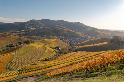 Scenic view of agricultural field against sky