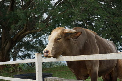 Cow standing in a farm
