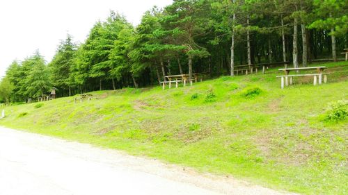 Scenic view of grassy field