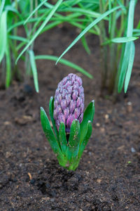 High angle view of plant growing on field