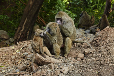 Monkey sitting on a tree