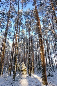 Low angle view of trees in forest during winter