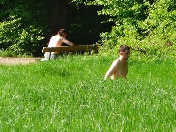 Dog relaxing on grassy field