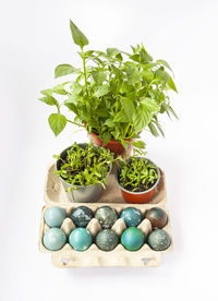 Colored easter eggs in the paper box and potted green plants.