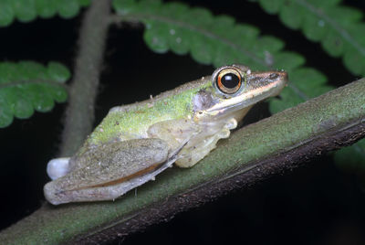 Close-up of lizard