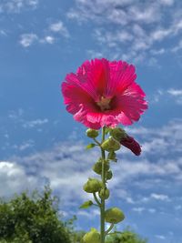 Close-up of pink flower against sky