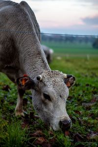 Cow grazing in a field